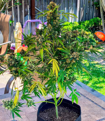 Семена сорта GMO Auto fem (Barney's Farm)