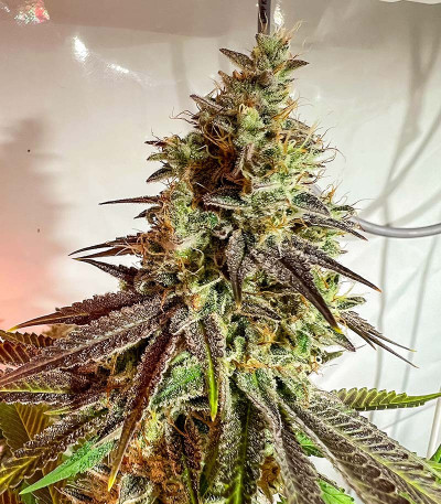 Семена сорта HighCloudZ fem (Green House Seeds)