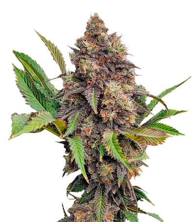 Семена сорта Lemonpaya fem (FastBuds)