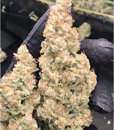 Семена сорта Super Silver Haze fem (Green House Seeds)