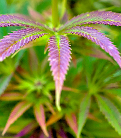 Семена сорта Kalichakra reg