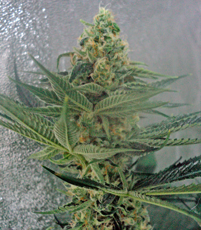 Семена сорта OG Kush reg (Humboldt Seeds)