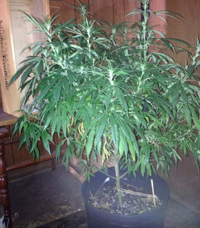 Семена сорта Painkiller XL fem (Royal Queen Seeds)