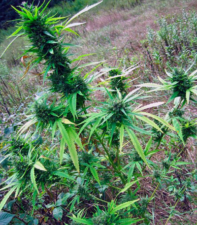 Семена сорта Passion #1 reg