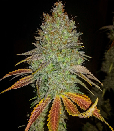 Семена сорта Sexy Cinderella fem (Семяныч)