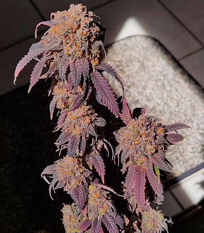 Семена сорта Baller's Game fem (Ethos Genetics)