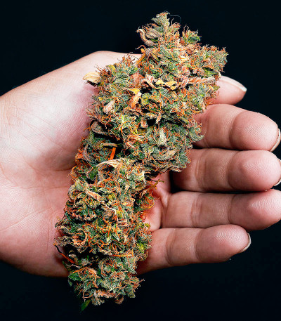 Семена сорта Big Satana Auto fem (Семяныч)