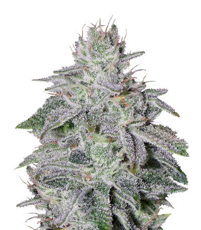 Семена Franco's Lemon Cheese шишки