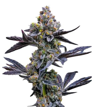 Семена сорта Garlic Cookies fem