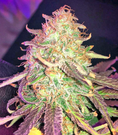 Семена сорта Bubblelicious fem (Nirvana Seeds)