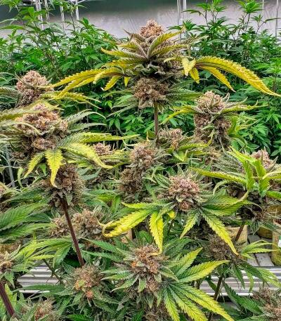 Семена сорта Cherry Cola Auto RF3 fem (FastBuds)