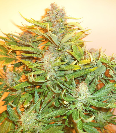 Семена сорта Lowryder #2 auto fem (Семяныч)