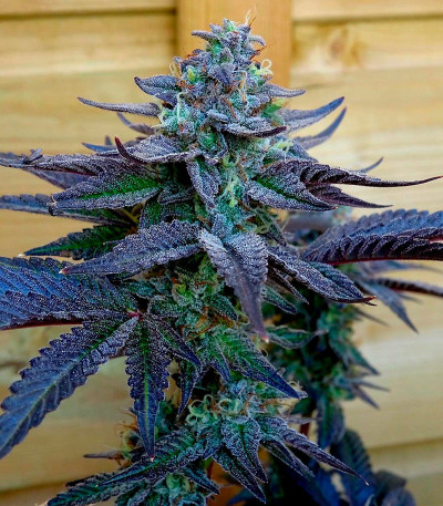 Семена сорта Notorious THC fem (Humboldt Seed Company)