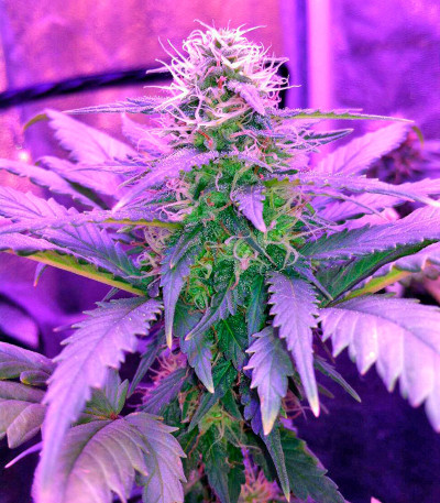 Семена сорта Amnesia fem (World of Seeds)