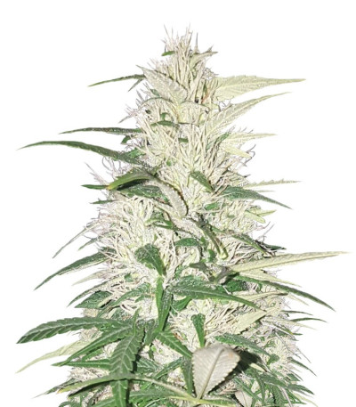 Семена сорта CBD Cherry Kush fem (Sumo Seeds)