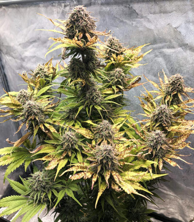 Семена сорта Cream Cookies auto fem (FastBuds)