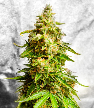 Семена сорта Gorilla Auto fem (Семяныч)