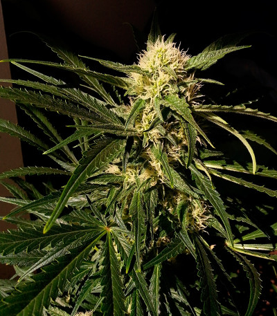 Семена сорта Jamaican Dream fem (Eva Seeds)