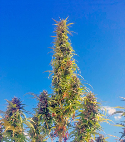 Сорт конопли Twilight