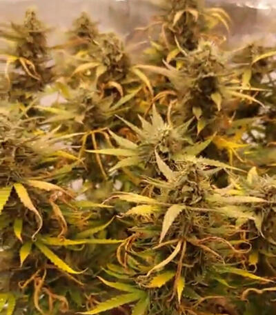 Семена сорта Gelato Auto fem (Семяныч)