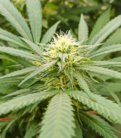 Семена сорта Afghan Kush fem (Семяныч)