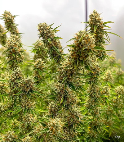 Семена сорта Super Lemon Haze fem (Семяныч)