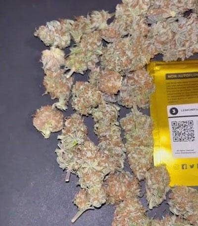 Семена сорта Lemonpaya fem (FastBuds)