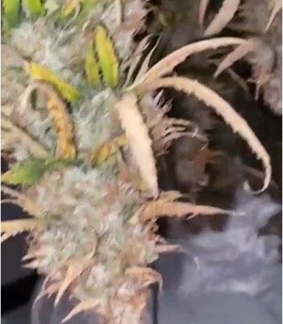 Семена сорта Wedding Cheesecake Auto fem (FastBuds)