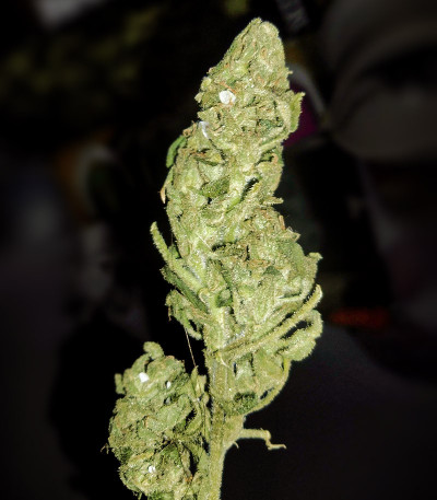 Семена сорта Auto Amnesia Haze fem (Victory Seeds)