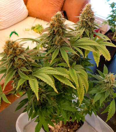 Семена сорта Blue Kush Berry fem (Paradise Seeds)