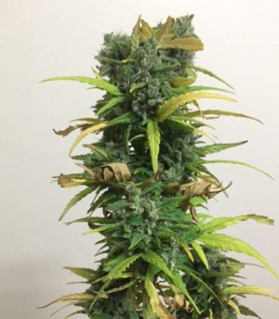 Семена сорта Critical Impact fem (Vision Seeds)