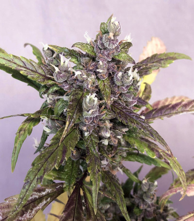 Семена сорта LSD auto fem (Семяныч)