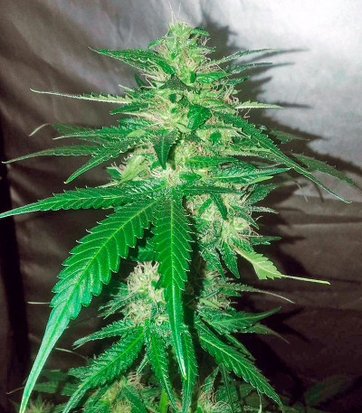 Семена сорта Sweet Soma fem (00 Seeds)