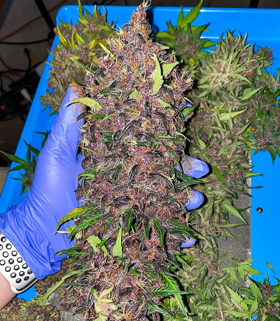 Семена сорта Purple Lemonade FF fem (FastBuds)