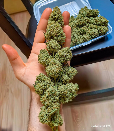 Семена сорта Forbidden Runtz Auto fem (FastBuds)