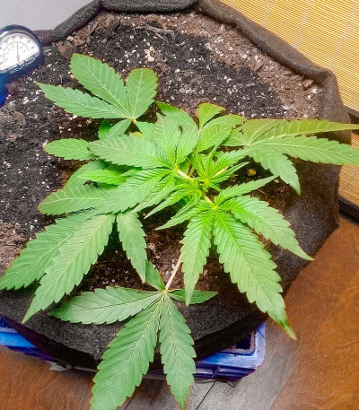 Семена сорта Auto Mimosa Punch fem (Advanced Seeds)
