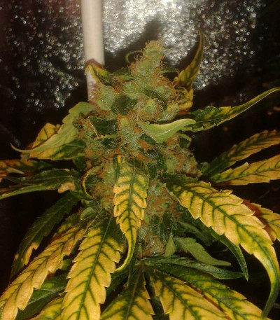 Семена сорта Choco Bud fem (Vision Seeds)