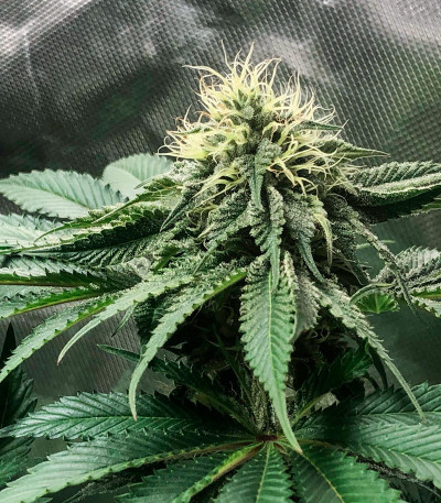 Семена сорта Gorilla Glue #4 fem (Original Sensible Seeds)