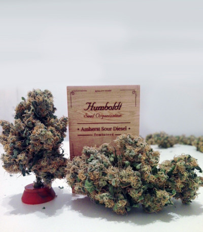 Семена сорта Amherst Sour Diesel fem (Humboldt Seeds)