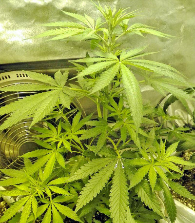 Сорт конопли Amnesia Kush 