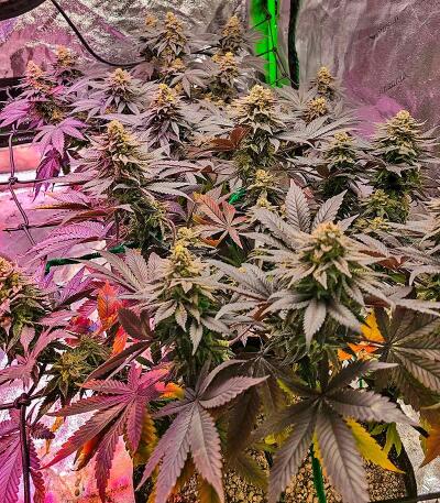 Семена сорта Banana Hammock RBX fem (Ethos Genetics)