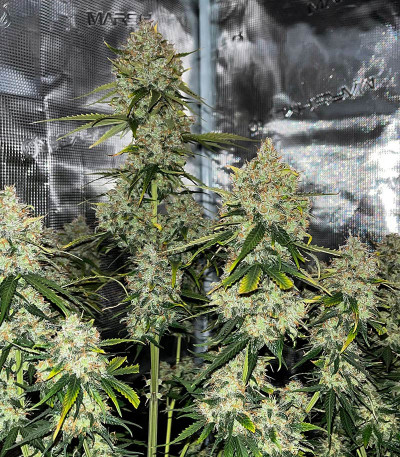 Семена сорта Crime Caramel 2 Auto fem (Семяныч)