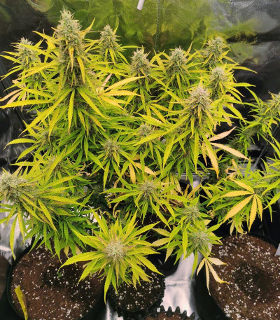 Семена сорта Girl Scout Cookies Auto fem (Nirvana Seeds)
