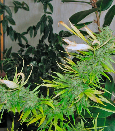 Семена сорта Psicodelicia fem (Sweet Seeds)