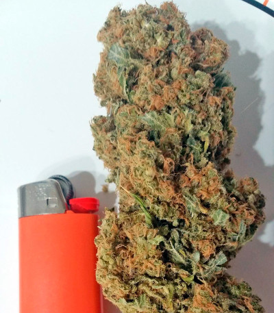 Семена сорта White Domina fem (Kannabia Seed Company)