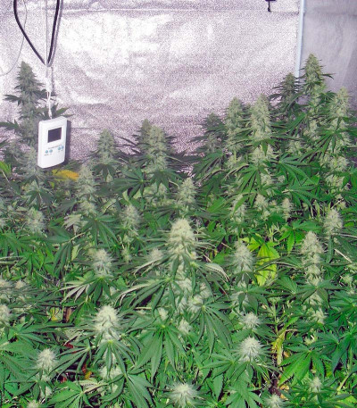 Семена сорта Green Poison fem (Sweet Seeds)