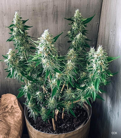 Семена сорта Euforia X fem (Семяныч)