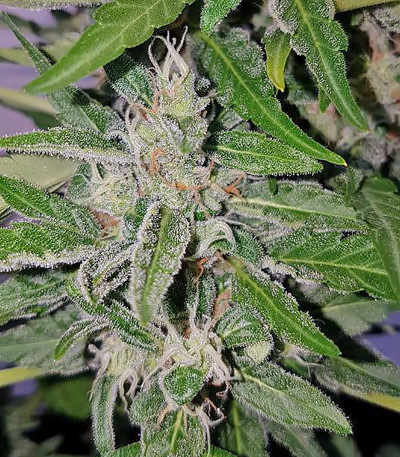 Семена сорта Deep Purple Haze Auto fem (Sumo Seeds)