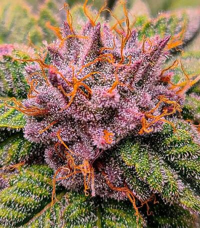 Семена сорта Dos-Vi-Dos 33 fem (Семяныч)