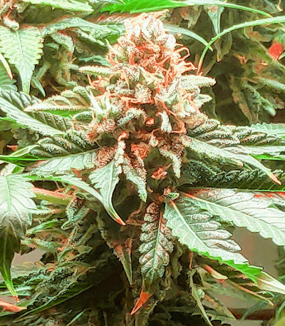 Семена сорта Glue Sherbert fem (AlphaFem Seeds)